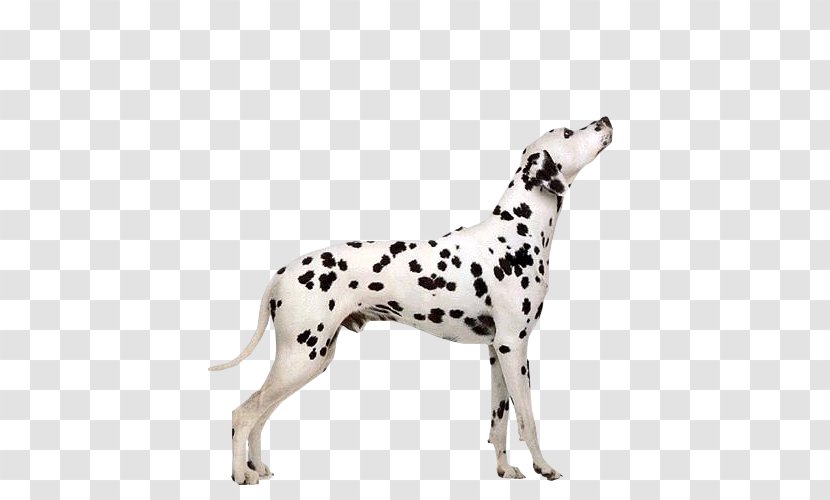 Dalmatian Dog Puppy Pointer Cat Welsh Terrier - Dalmatians Transparent PNG