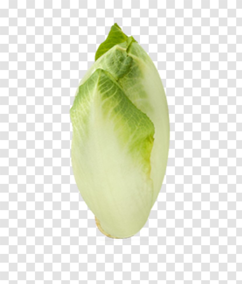 Endive Leaf Vegetable Kohlrabi Salad - Cabbage Transparent PNG