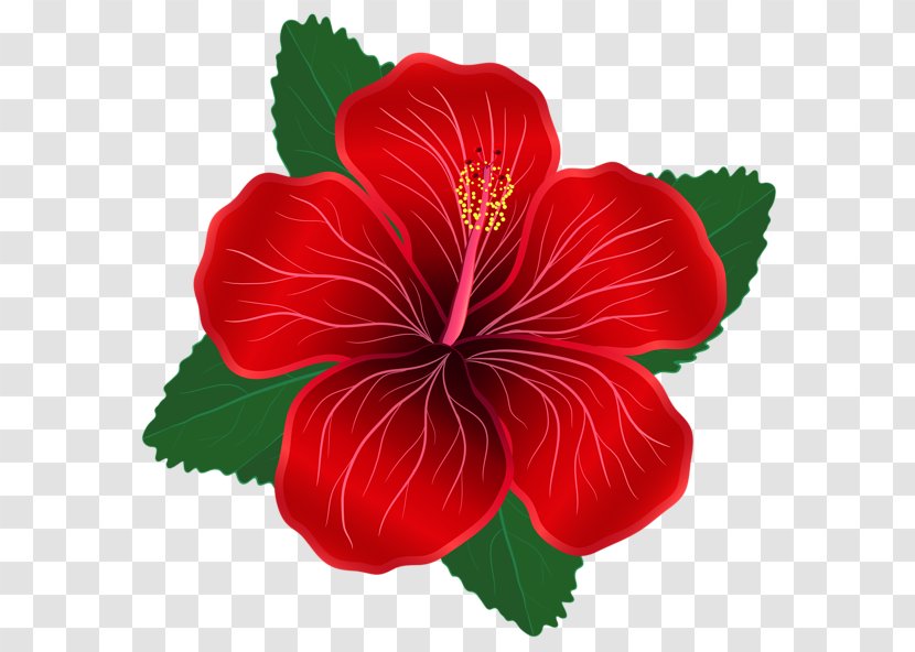 Flower Red Lilium Clip Art - Annual Plant - Moana Transparent PNG