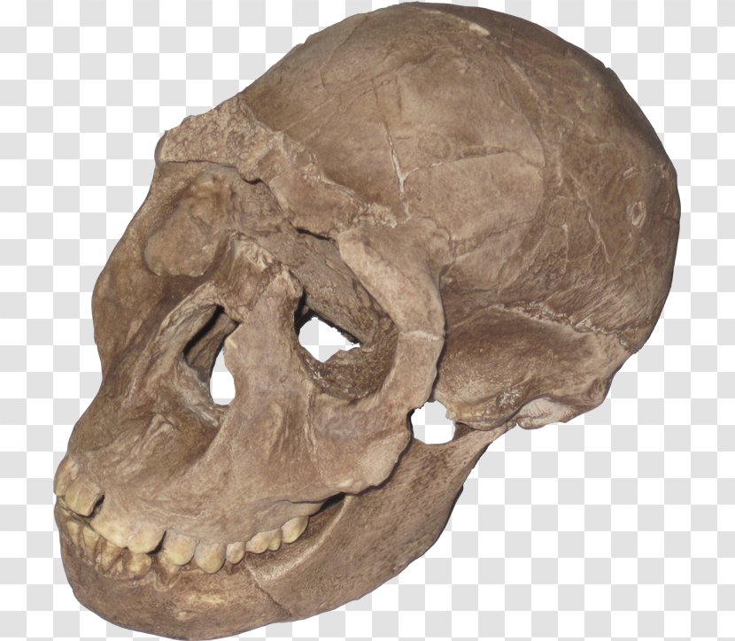 Tautavel Man Primate Paleontology Homo Sapiens Human Evolution - Stone Arch Transparent PNG