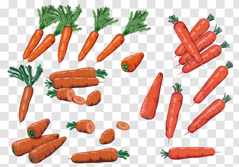 Carrot Clip Art - Animal Source Foods - Carrots Are Rich In Vitamin C Transparent PNG