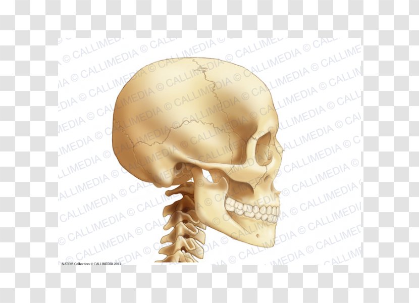 Anatomy Bone Head Neck Cervical Vertebrae - Skull Transparent PNG