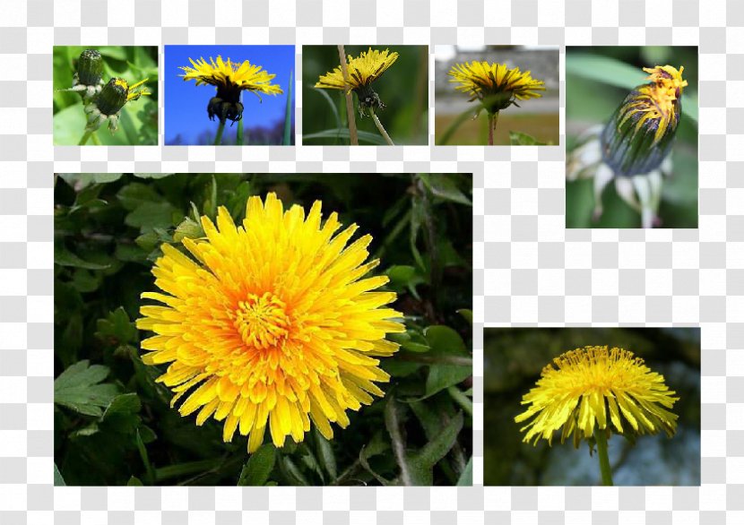 Dandelion Color Filler Paint Brushes Illustration Sow Thistles - Flowering Plant - Klasse Transparent PNG