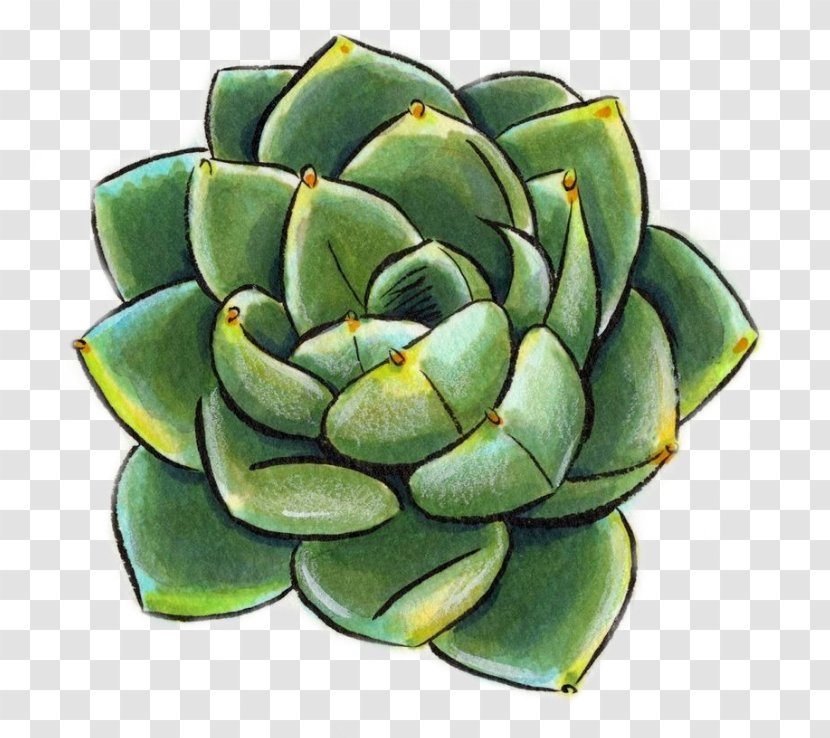 Drawing Succulent Plant Watercolor Painting Cactus Sketch - Art - Summer Purslane Transparent PNG
