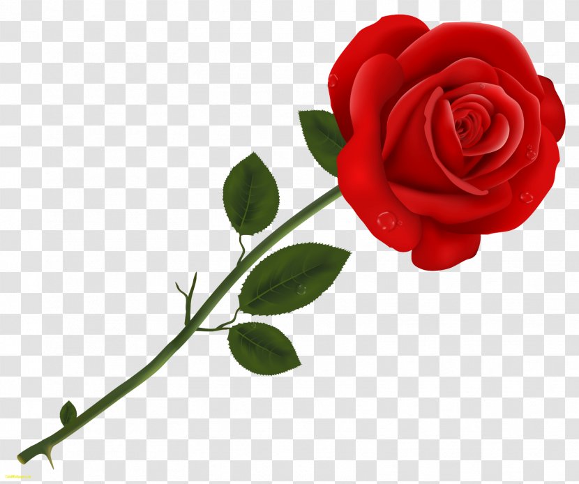 Desktop Wallpaper Valentine's Day Love Wish - Flowering Plant - Red Rose Transparent PNG