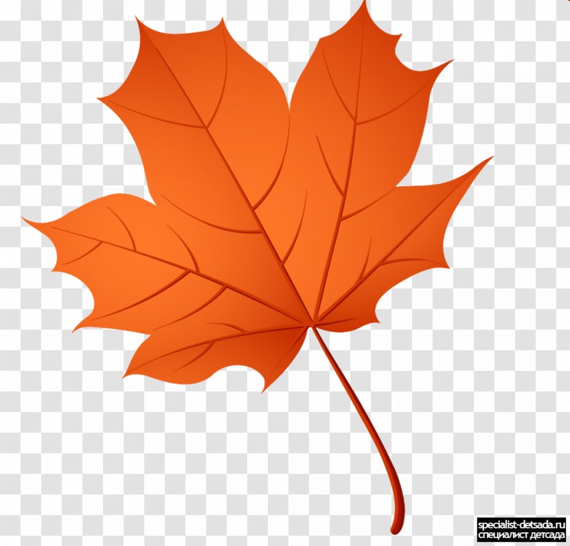 Maple Leaf - Birch - Autumn Leaves Transparent PNG
