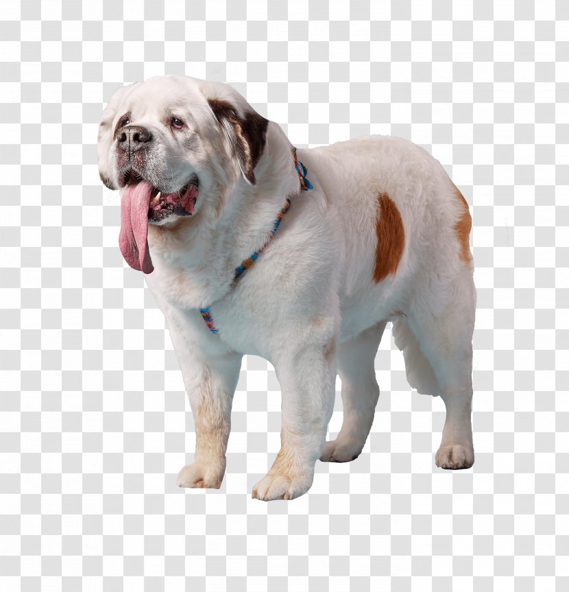 Dog Breed The St. Bernard Mochi Sporting Group - St - Tongue Transparent PNG