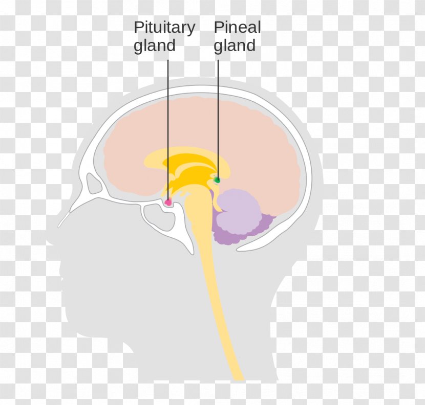 Thumb Human Behavior Diagram Brain - Heart - Pituitary Gland Transparent PNG