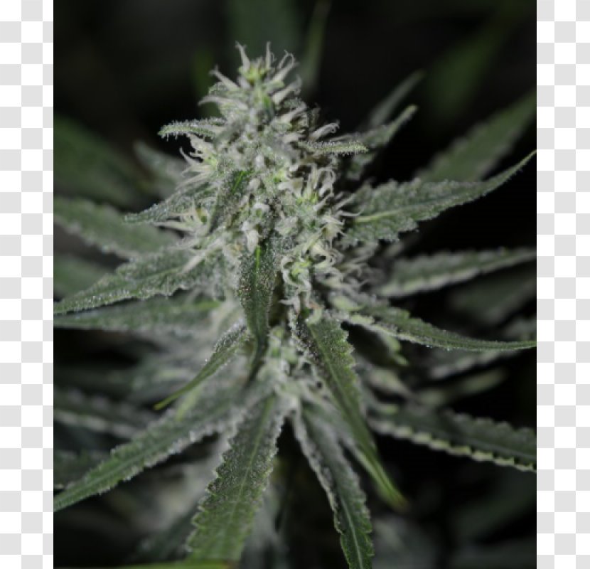 Autoflowering Cannabis Kush Cup Seed Transparent PNG
