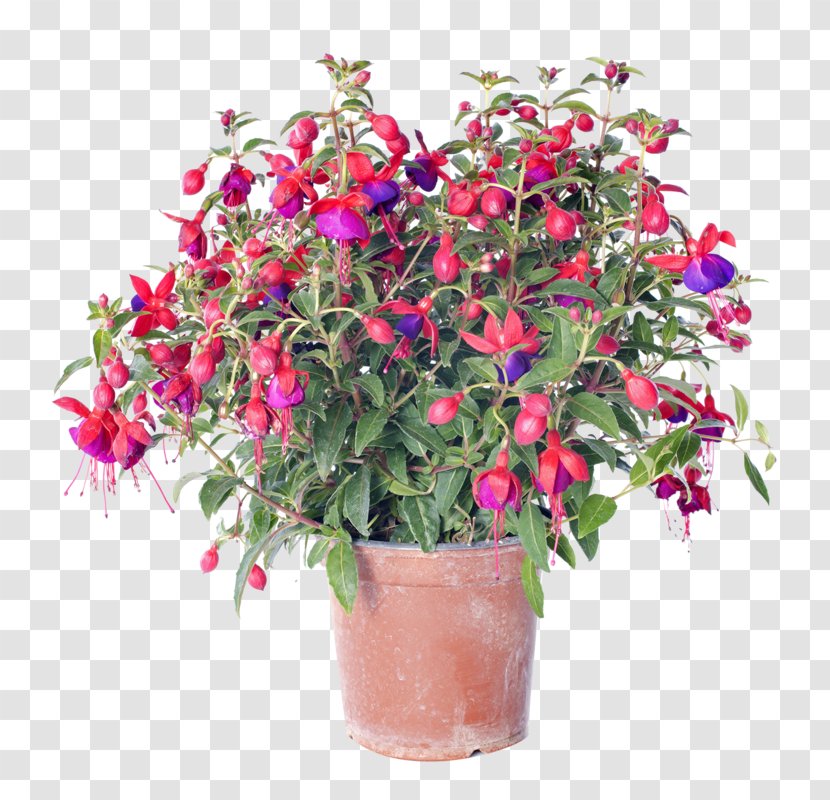Flower Delivery Fuchsia Stock Photography Floristry Transparent PNG