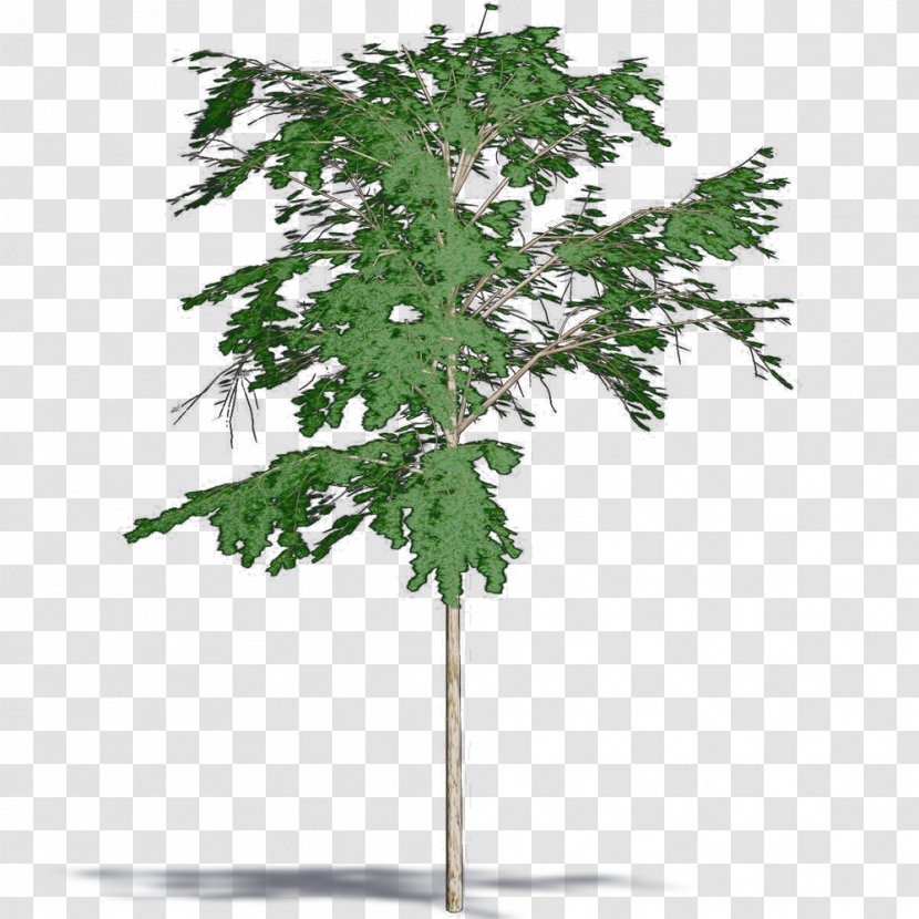 Twig Flowerpot Houseplant Leaf - Tree - Toona Sinensis Transparent PNG
