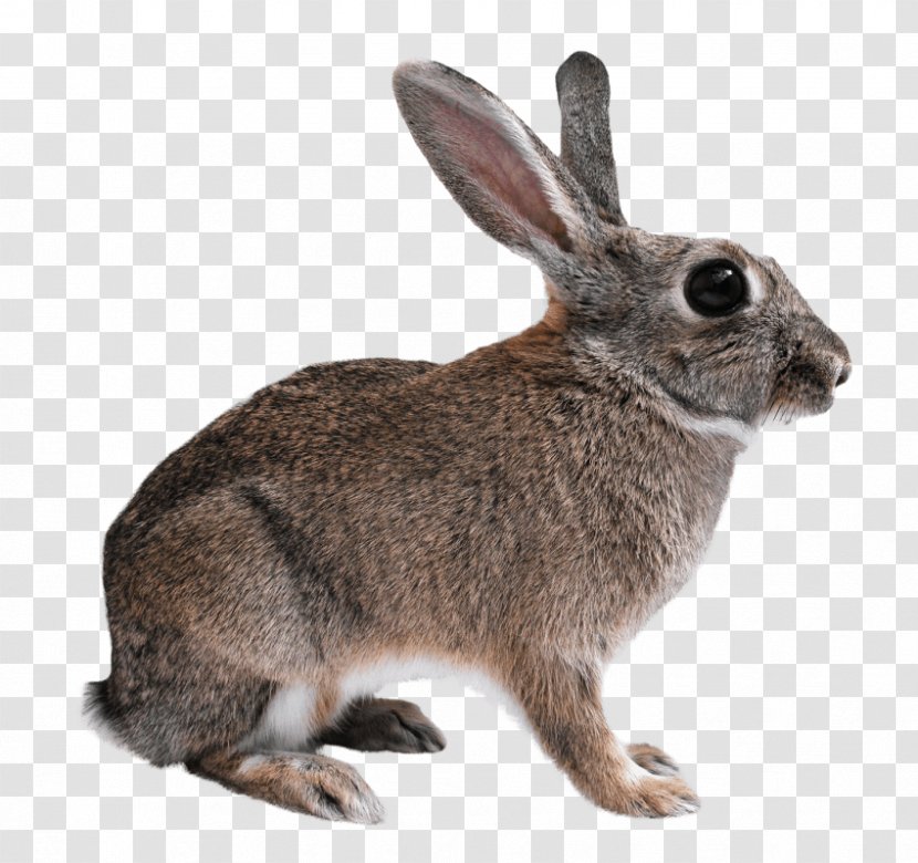 Hare Domestic Rabbit Californian Flemish Giant Cat - Animal Transparent PNG