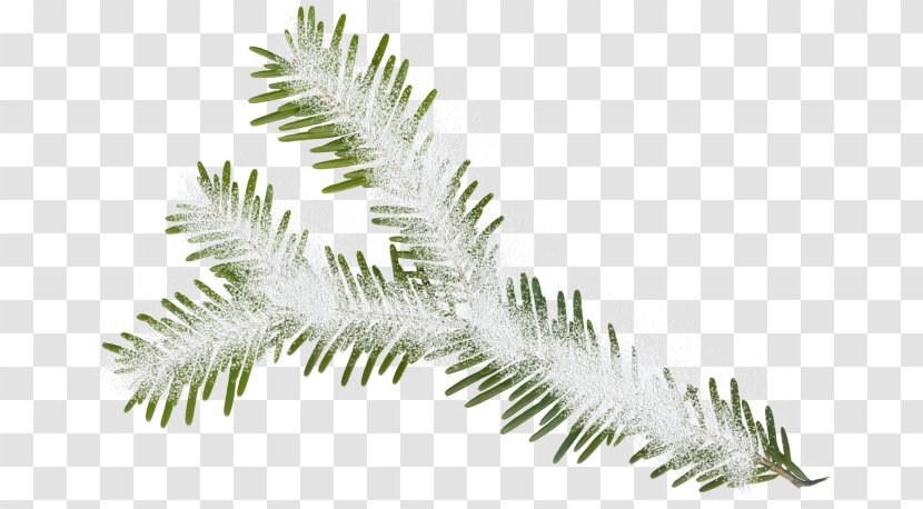 Fir Christmas Tree New Year Clip Art - Advent Transparent PNG