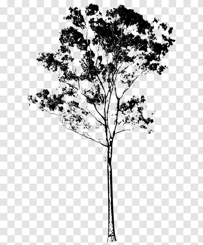 Eucalyptus Gunnii Camaldulensis Drawing Monofloral Honey Clip Art - Plant Stem - Monochrome Photography Transparent PNG