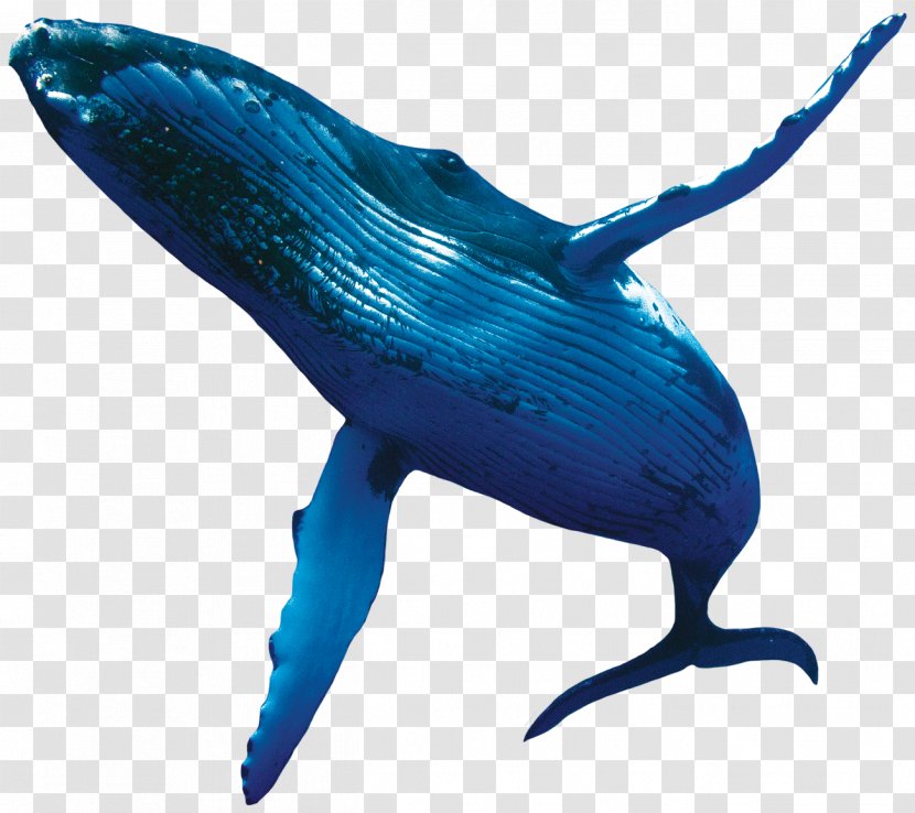Blue Whale Humpback Porpoise - Wildlife Transparent PNG
