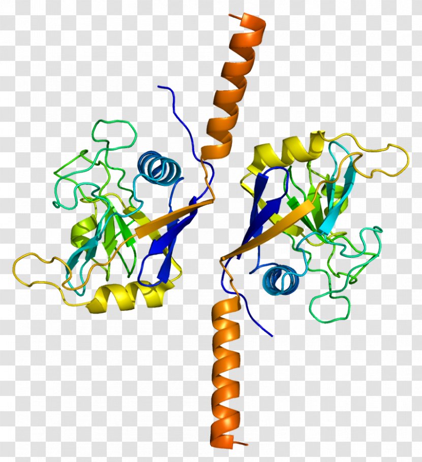 PPIL2 BRCA1 Gene Ubiquitin Ligase Cyclophilin - Poster - Area Transparent PNG