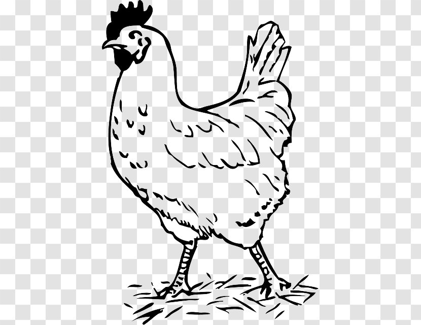 Chicken Rooster Drawing Clip Art - Galliformes Transparent PNG