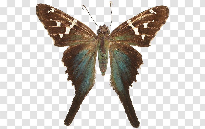 Brush-footed Butterflies Butterfly Gossamer-winged Silkworm Insect - Old World Swallowtail Transparent PNG