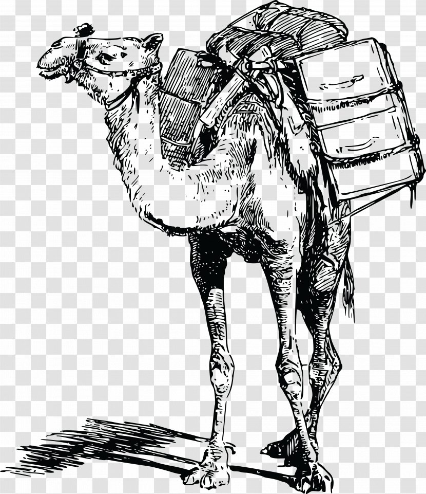 Bactrian Camel Dromedary Llama Pack Animal Clip Art - Drawing - Costume Design Transparent PNG