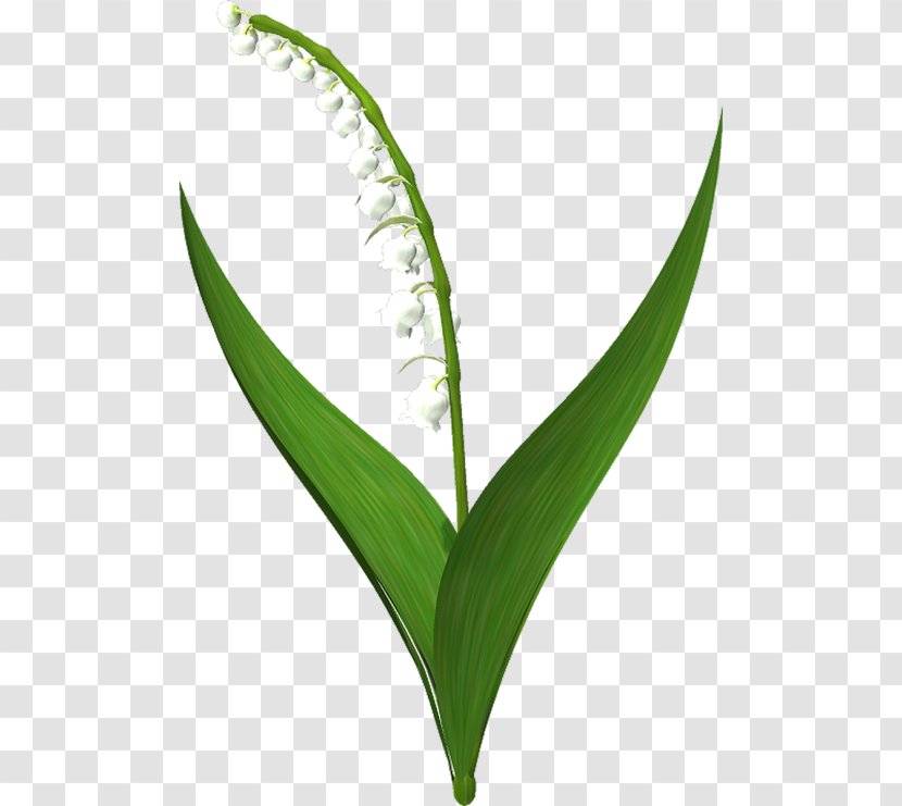 Lily Of The Valley Plant Stem Clip Art - Flower Transparent PNG