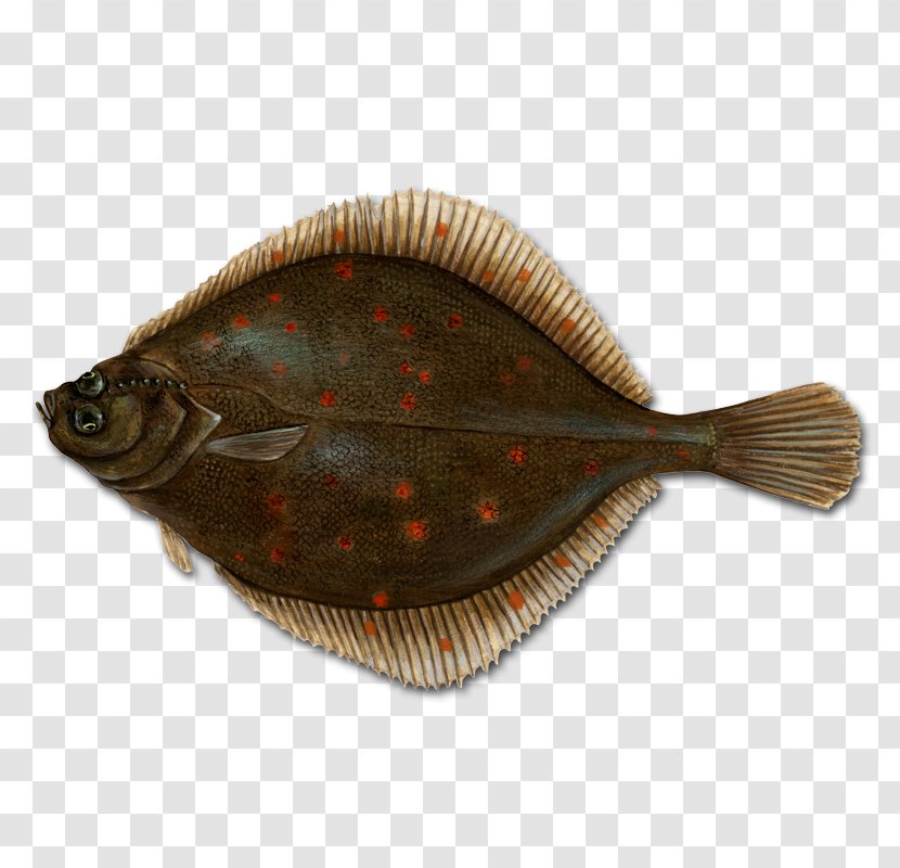 Flounder Conxemar European Plaice Fish - Catalog - Shape Transparent PNG