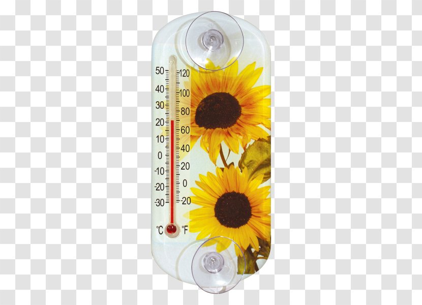 Common Sunflower Seed Daisy Family Thermometer Measurement - Mobile Phone Accessories - Homero Transparent PNG