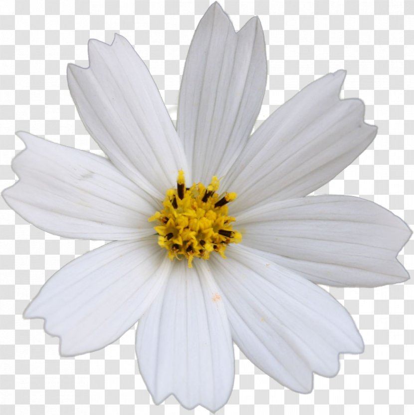 Common Daisy German Chamomile Flower Yellow - Blue - Cosmos Transparent PNG