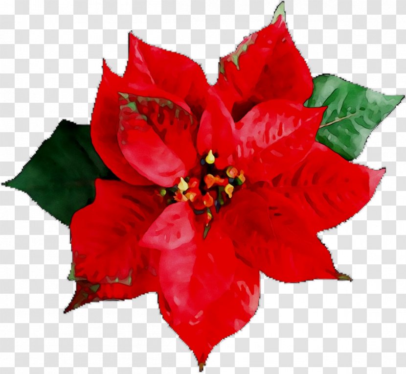 Stock Photography Poinsettia Image Royalty-free Illustration - Royalty Payment - Royaltyfree Transparent PNG
