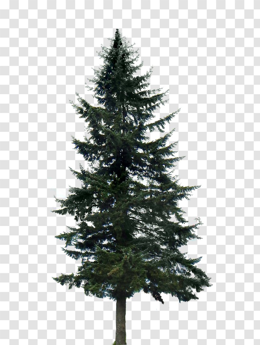 Pine Tree Fir Clip Art - Larch - Trees Transparent PNG