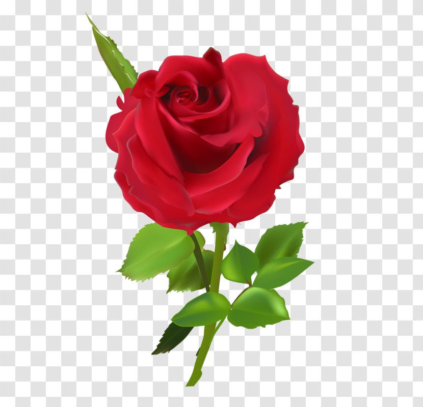 Garden Roses Centifolia Rosa Chinensis Floribunda Floristry - Plant - Rose In Bloom Transparent PNG