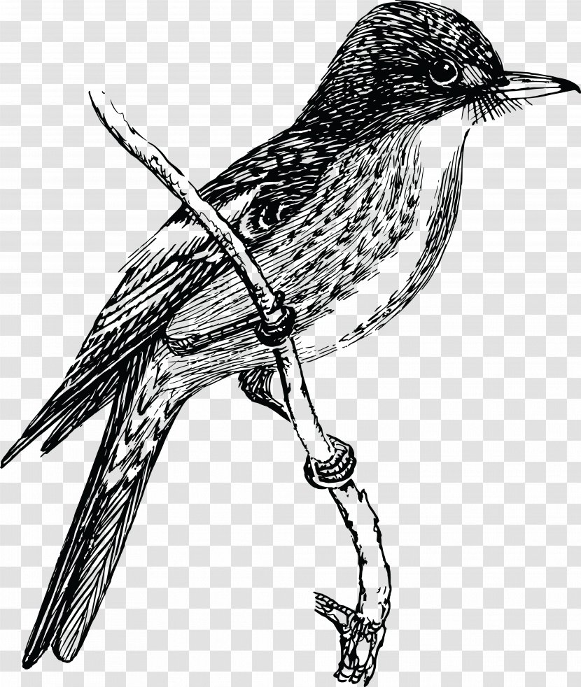 Bird Drawing Clip Art - Songbird Transparent PNG
