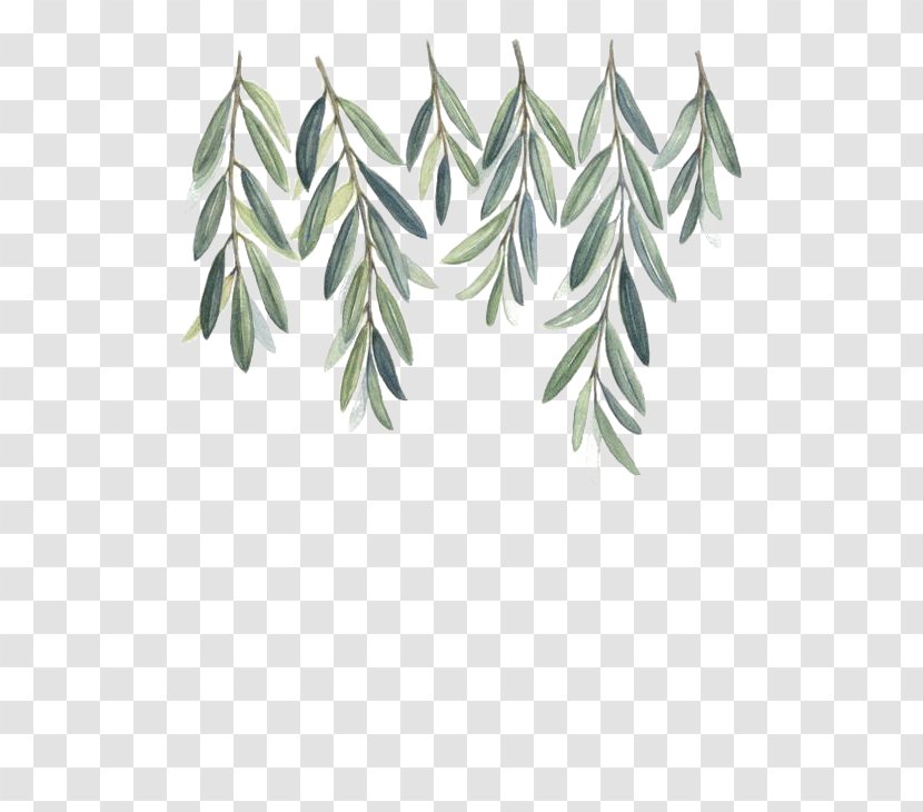 Olive Branch Watercolor Painting - Willow Transparent PNG