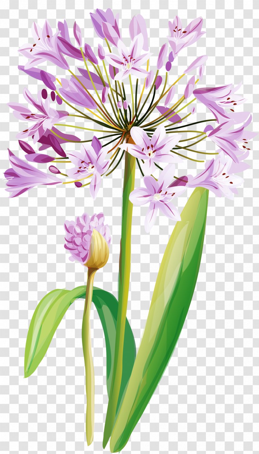 Watercolor Painting Cut Flowers - Hyacinth - Flower Transparent PNG