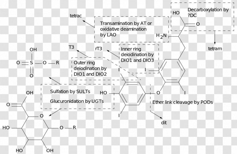 Thyroid Hormones Metabolism Decarboxylation - Diagram Transparent PNG