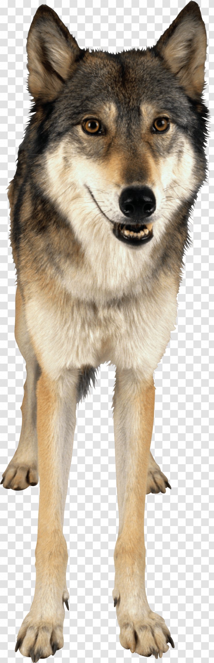 Gray Wolf - Shikoku - Image Transparent PNG