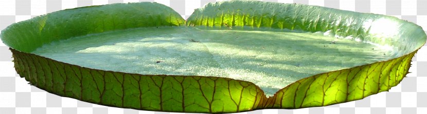 Water Lily Leaf - Nelumbo Nucifera - Creative Floral Design Decorative Patterns Transparent PNG
