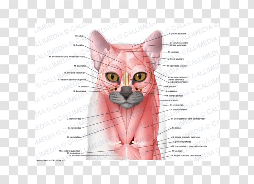 Whiskers Domestic Short-haired Cat Muscle Anatomy - Tree Transparent PNG