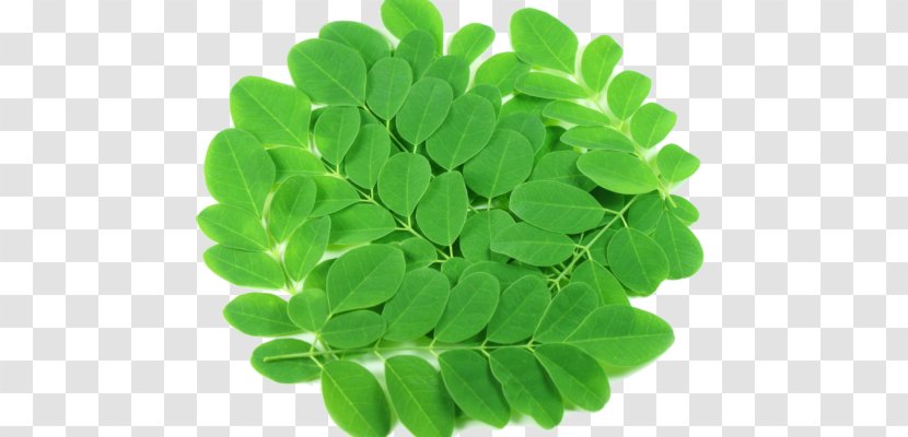 Drumstick Tree Nutrient Mineral Food Leaf - Plant Transparent PNG