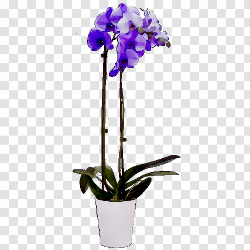Moth Orchids Cattleya Cut Flowers Flowerpot - Plant Transparent PNG