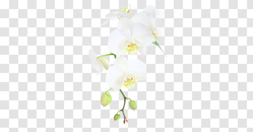 Eira Hospital Palmer College Of Chiropractic Moth Orchids - Petal Transparent PNG