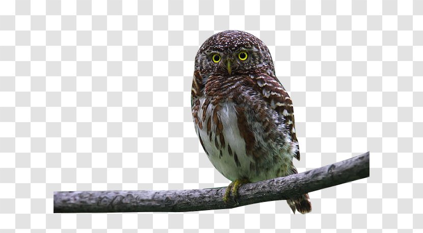 Owl Bird - Fauna - On A Tree Branch Transparent PNG