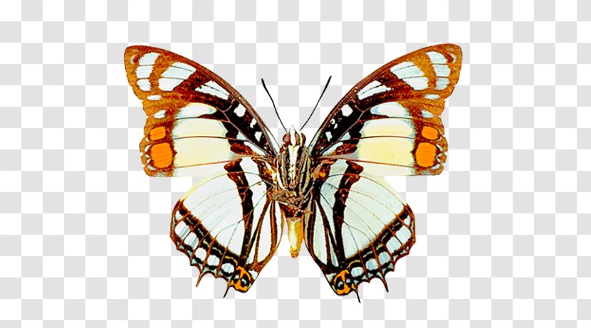 Butterfly Printing Paper Printmaking Clip Art - Arthropod Transparent PNG