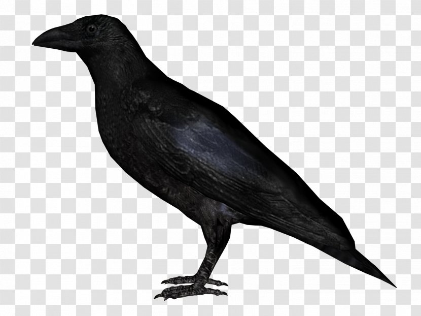 Rook Clip Art - Preview - Crow Transparent PNG