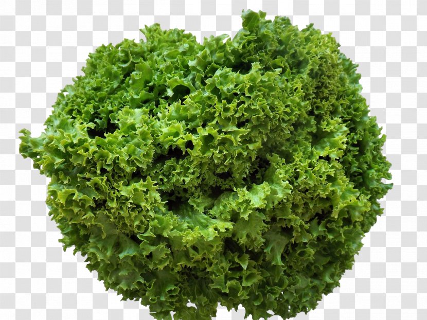 Salad Curled Endive Cichorium Endivia Leaf Lettuce Vegetable - Green Transparent PNG