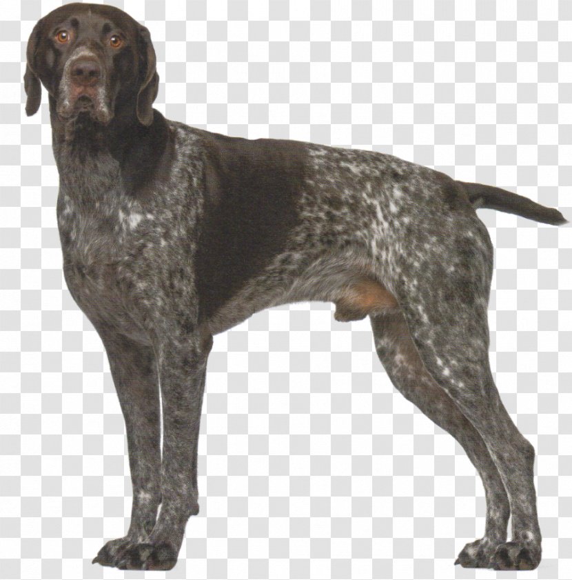 Old Danish Pointer German Shorthaired Longhaired Auvergne Small Münsterländer - Dog Transparent PNG