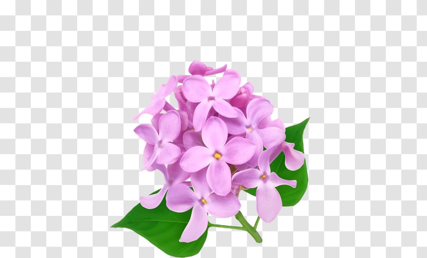 Flower Color - Lilac Transparent PNG