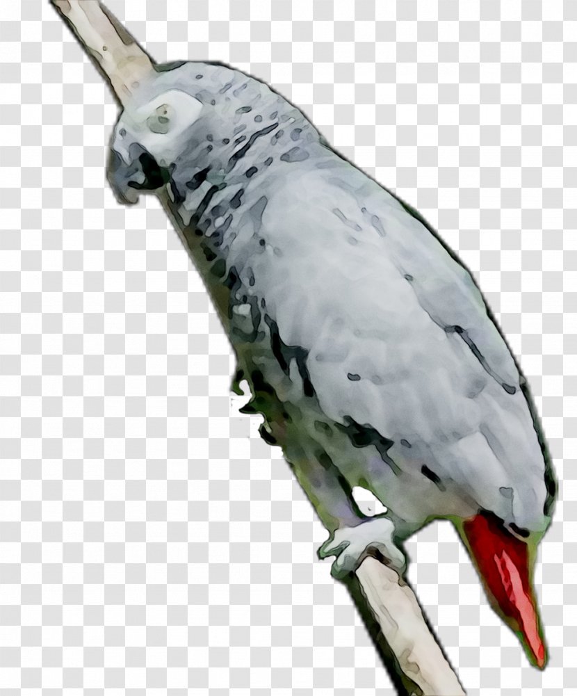 Pet Feather Parakeet Beak Fauna Transparent PNG