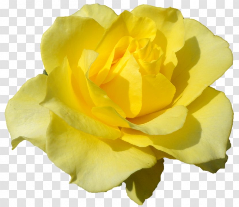 Belur Math Floribunda Austrian Briar Cabbage Rose Garden Roses - Darshan Transparent PNG