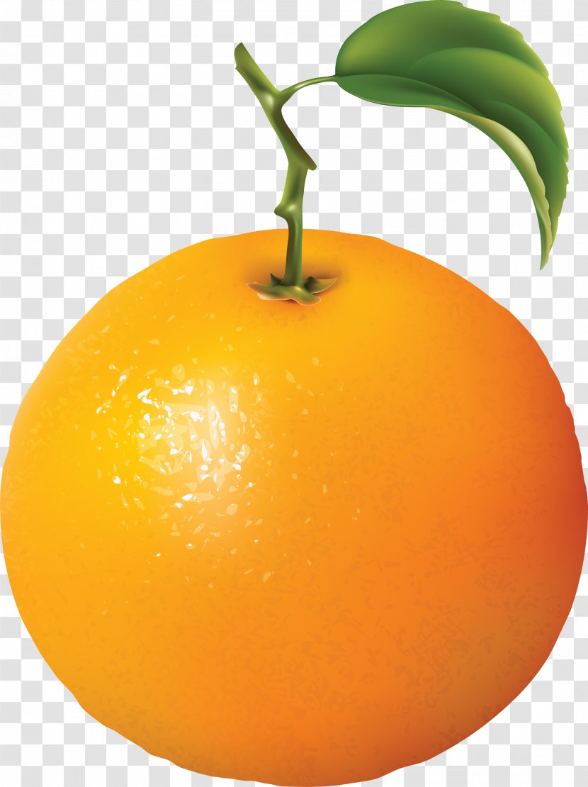 Orange Diagram Clip Art - Tangerine - Image, Free Download Transparent PNG