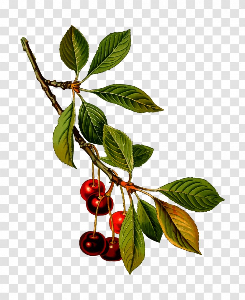 Sour Cherry Manhattan Sweet Prunus Fruticosa Kxf6hlers Medicinal Plants - Twig - Tree Branch Transparent PNG